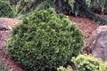 Grune Kugel Western Red Cedar (Thuja plicata 'Grune Kugel') - QT