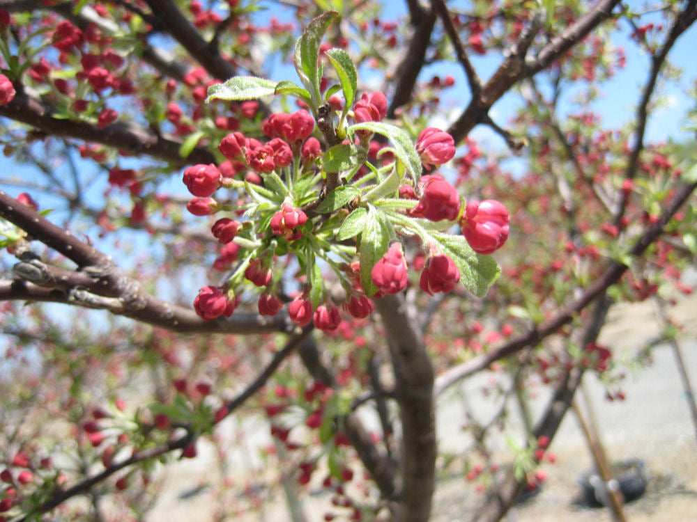 Coralburst® Crabapple (Malus coralcole 'Coralcole') - 2 gallon TREE