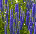Royal Candles® Speedwell (Veronica spicata 'Royal Candles') - QT