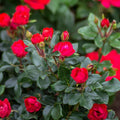 Petite Knock Out® Rose  (Rosa K.O 'Petite' (Meibenbino)) - 1 gallon