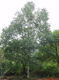 Whitebarked Himalayan Birch (Betula utilis var. jacquemontii) - 3 gallon 48"