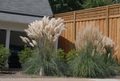 Pampas Grass (Cortaderia selloana) - 1 gallon