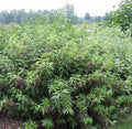 Red Gnome® Siberian Dogwood (Cornus alba 'Regnzam') - 1 gallon