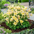 EarlyBird™ Yellow Columbine (Aquilegia 'Earlybird Yellow') - QT