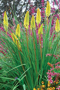 Pineapple Popsicle™ Dwarf Poker (Kniphofia 'Pineapple Popsicle') - QT