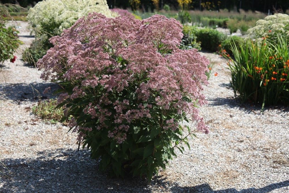 Rosie Josie™ Joe-Pye (Eupatorium x 'Rosie Josie') - 1 gallon