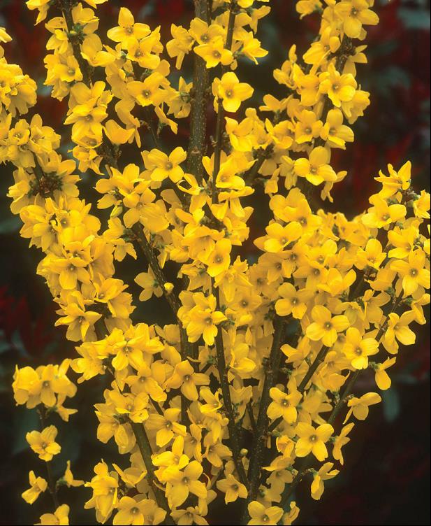 Magical® Gold Forsythia (Forsythia x i. 'Magical Gold') - 1 gallon