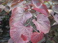 Forest Pansy Redbud (Cercis canadensis 'Forest Pansy') - 2 gallon