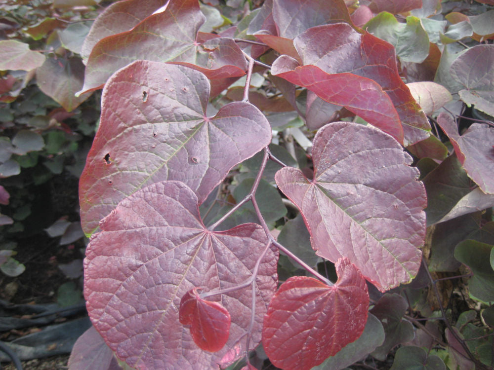 Forest Pansy Redbud (Cercis canadensis 'Forest Pansy') - 2 gallon