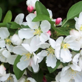 Donald Wyman Crabapple (Malus ‘Donald Wyman’) - 2 gallon