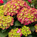 Tilt-A-Swirl® Bigleaf Hydrangea (Hydrangea macrophylla 'Tilt-A-Swirl') - 1 gallon