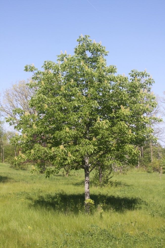 Early Glow™ Buckeye (Aesculus glabra ‘Early Glow’ (J.N. Selec)') - 2 gallon