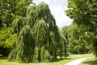 Morioka Weeping Katsuratree (Cercidiphyllum japonicum 'Morioka') - 1 gallon