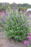 Psychedelic Sky™ Butterfly Bush (Buddleia ‘Psychedelic Sky') - 1 gallon