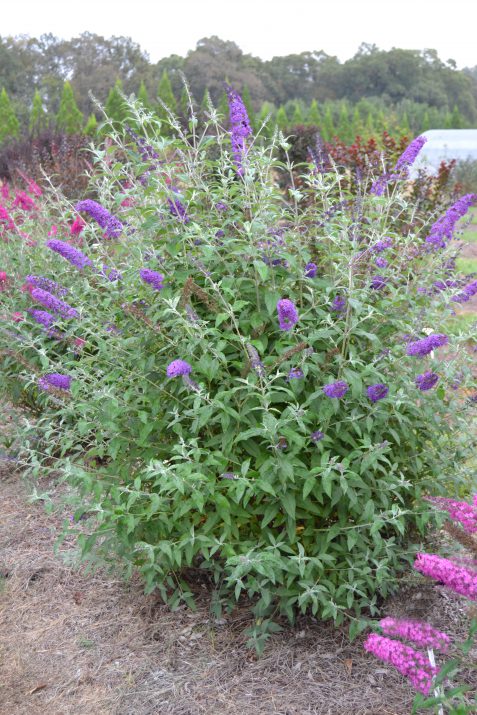 Psychedelic Sky™ Butterfly Bush (Buddleia ‘Psychedelic Sky') - 1 gallon