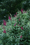 Funky Fuschia™ Butterfly Bush (Buddleia funky 'Fuchsia') - 1 gallon