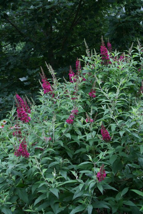 Funky Fuschia™ Butterfly Bush (Buddleia funky 'Fuchsia') - 1 gallon