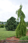 Falling Waters Baldcypress (Taxodium distichum 'Falling Waters') - 1 gallon