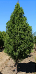 Lindsey's Skyward™ Bald Cypress (Taxodium distichum 'Lindseys Skyward') - 1 gallon