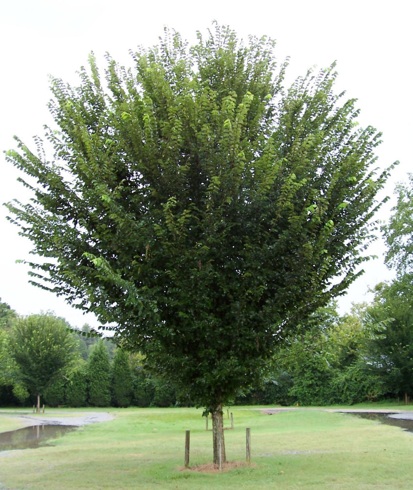Princeton American Elm (Ulmus americana 'Princeton') - 1 gallon