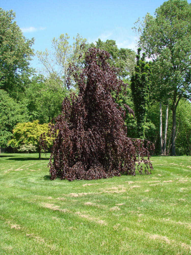 Weeping Purple Beech (Fagus sylvatica 'Purple Fountain') - 1 gallon TREE
