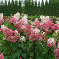 Pinky Winky Prime® Panicle Hydrangea (Hydrangea 'P Pinky Winky Prime') - 1 gallon