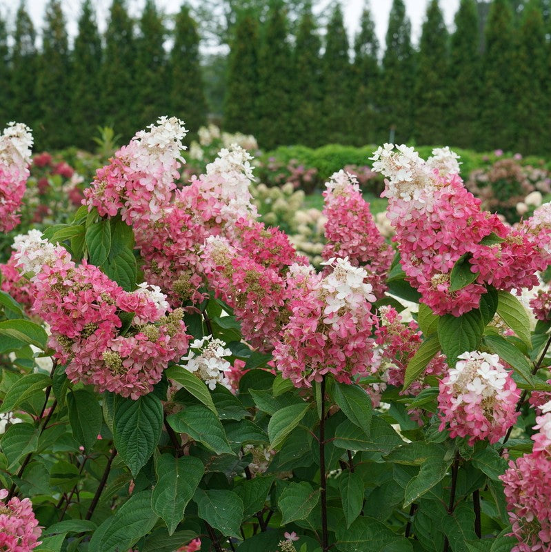 Pinky Winky Prime® Panicle Hydrangea (Hydrangea 'P Pinky Winky Prime') - 1 gallon