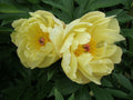 Amy Jo ITOH peony (Paeonia 'Amy Jo') - 1 gallon