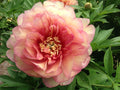 Garden Candy® Simply Scrumptious™ Itoh Peony (Paeonia 'I Simply Scrumptious') - 1 gallon