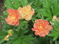 Garden Candy® Summer Sunset™ Itoh Peony (Paeonia 'I Summer Sunset') - 1 gallon