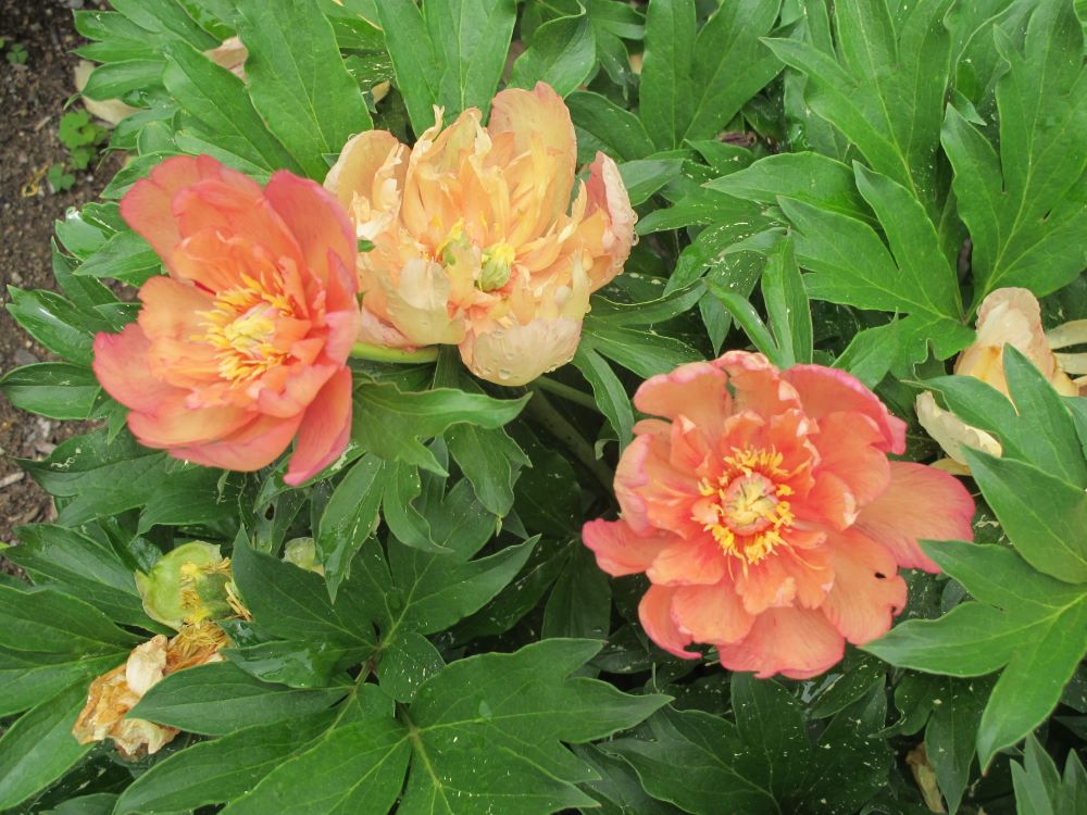 Garden Candy® Summer Sunset™ Itoh Peony (Paeonia 'I Summer Sunset') - 1 gallon