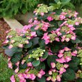 Tuff Stuff Top Fun® Reblooming Mountain Hydrangea (Hydrangea 'S Tuff Stuff Top Fun') - 1 gallon
