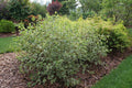 SGT. PEPPER® Tatarian dogwood (Cornus alba 'Verpaalen2' Sgt. Pepper) - 1 gallon