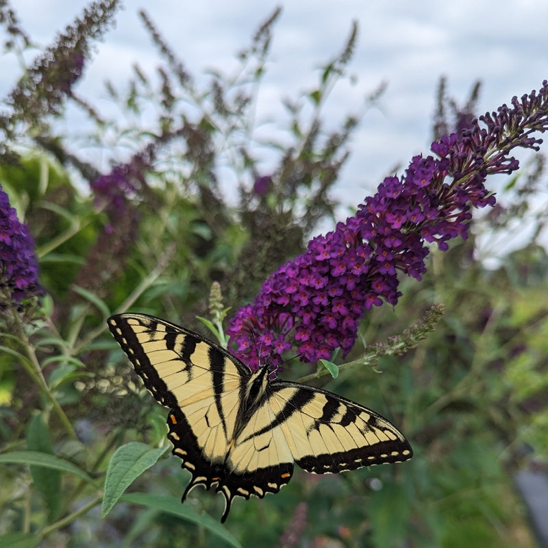 Darkest Night® Butterfly bush (Buddleia x 'Darkest Night’ (SMNBDMO)) - 1 gallon