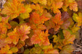 Amber Jubilee™ Ninebark (Physocarpus opulifolius 'Jefam') - 1 gallon