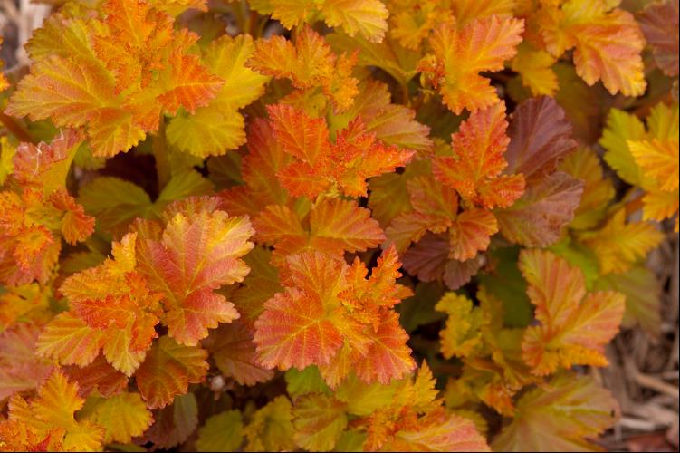 Amber Jubilee™ Ninebark (Physocarpus opulifolius 'Jefam') - 1 gallon