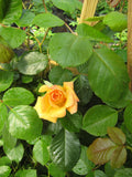 Garden Sun Climbing Rose (Rosa CL 'Garden Sun') - 1 gallon