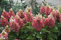 Flare™ Hardy Hydrangea (Hydrangea 'P Flare') - 1 gallon