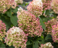 Little Hottie® Panicle Hydrangea (Hydrangea 'P Little Hottie') - 1 gallon