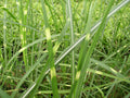 Zebra Grass (Miscanthus sinensis 'Zebrinus') - 1 gallon