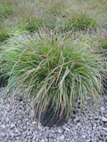 Hameln Fountain Grass (Pennisetum alopecuroides 'Hameln') - 1 gallon