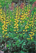 Decadence® 'Lemon Meringue' False Indigo (Baptisia x 'Lemon Meringue') - 1 gallon