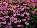 Kim's Knee High™ Coneflower (Echinacea purpurea 'Kims Knee High') - half gallon