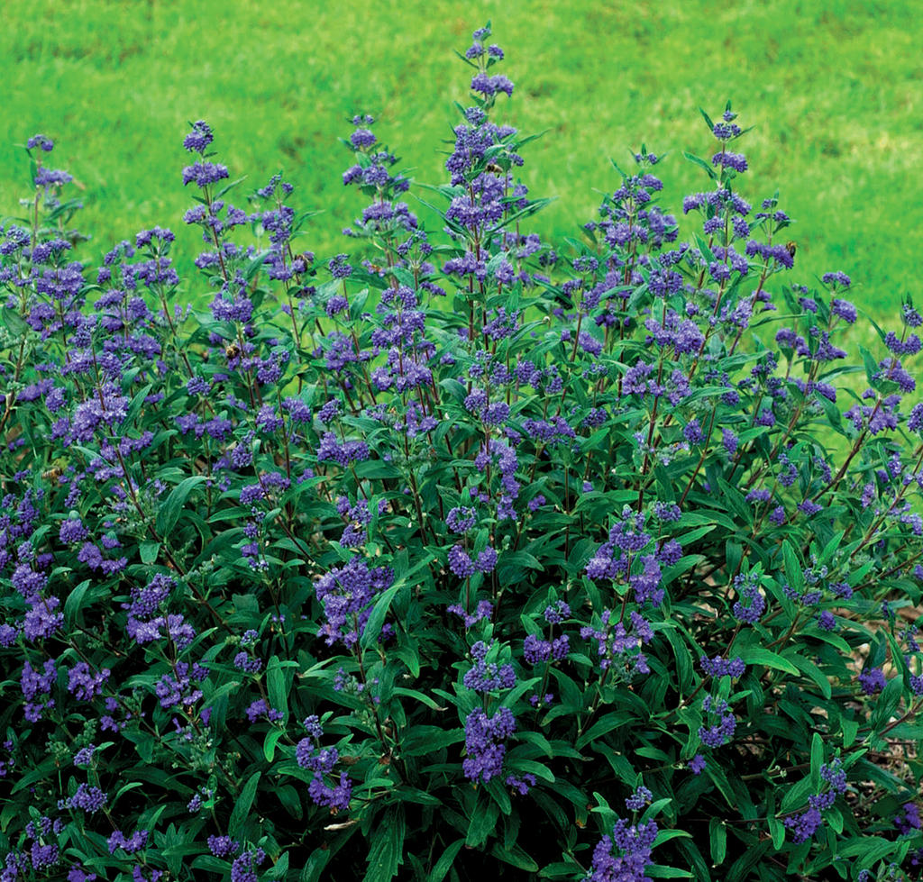Petit Bleu™ Bluebeard (Caryopteris x clandonensis 'Minibleu') - 1 gallon