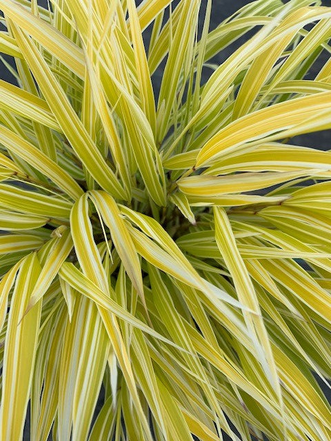 Lemon Zest™ Hakone Grass - Japanese Forest Grass (Hakonechloa macra Lemon Zest 'HakBri1') - 1 gallon