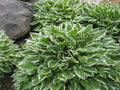 Francee Plantain Lily (Hosta francee 'Francee') - QT