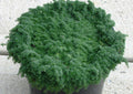 Elfin Creeping Thyme (Thymus serpyllum 'Elfin') - 1 gallon