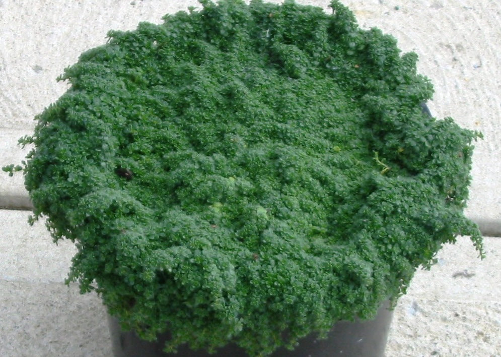 Elfin Creeping Thyme (Thymus serpyllum 'Elfin') - 1 gallon