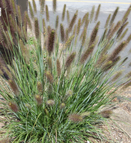 Cayenne™ Fountain Grass (Pennisetum 'Pe. Al. Cayenne') - 2 gallon