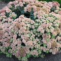 Rock 'N Grow® 'Coraljade' Stonecrop (Sedum coraljade) - 1 gallon